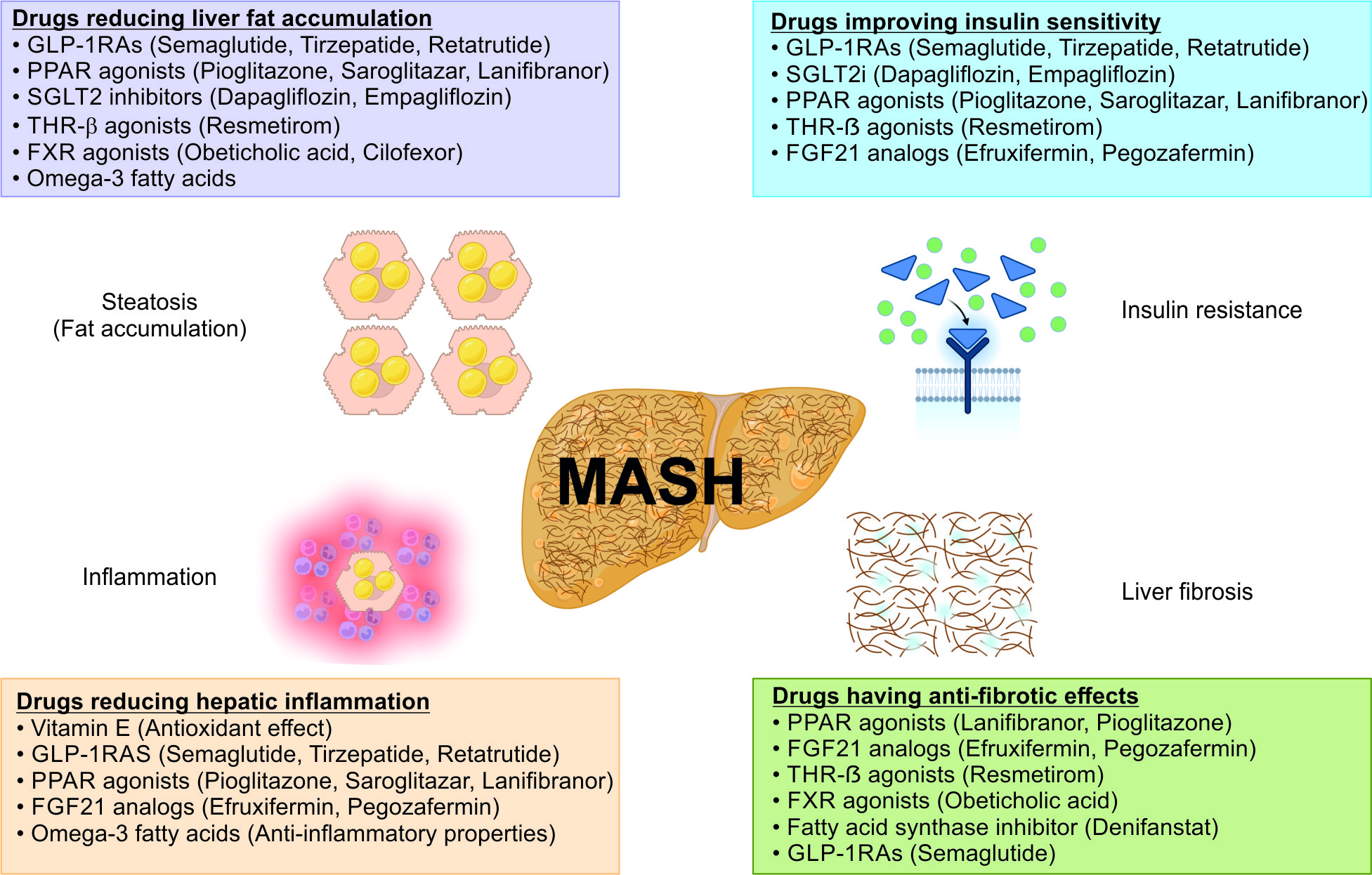 semaglutide effects on liver MASLD Pharmacotherapy: Current Standards, Emerging Treatments, and  Practical Guidance for Indian Physicians