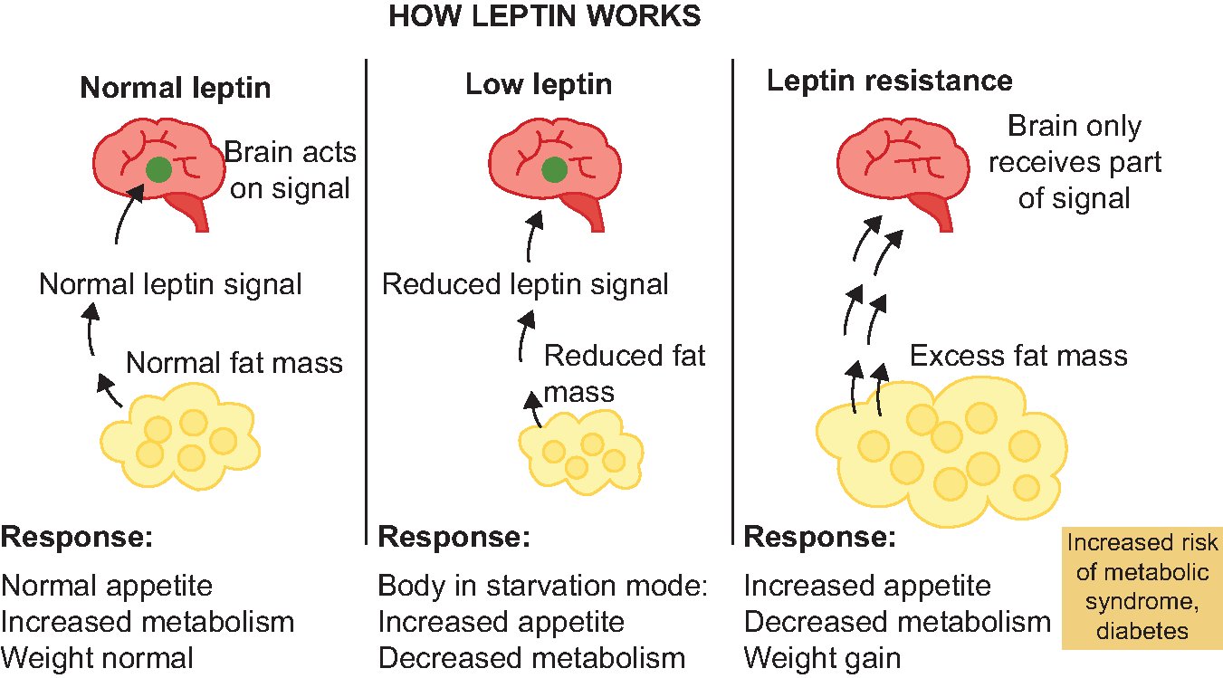 semaglutide leptin National Consensus on Semaglutide in Cardiology: From Clinical Evidence to  Clinical Translation